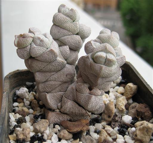 Crassula deceptor 