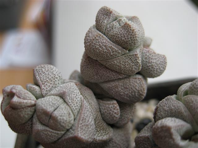 Crassula deceptor 