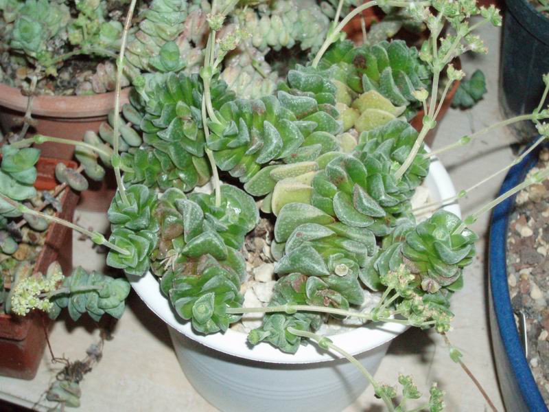 crassula cv. dorothy