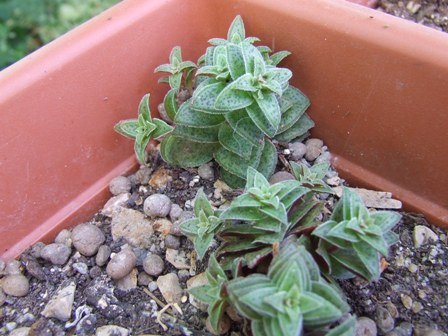 Crassula exilis v, picturata 
