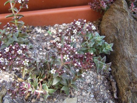 Crassula exilis v. picturata f. 