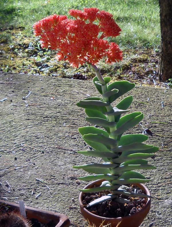 Crassula falcata 