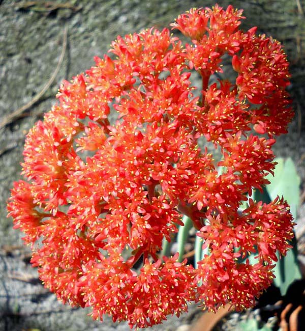 Crassula falcata 