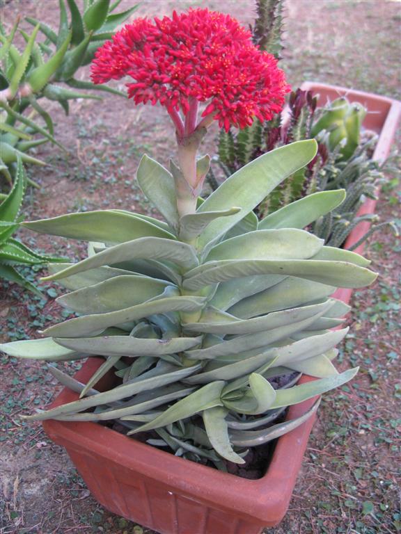 Crassula falcata 