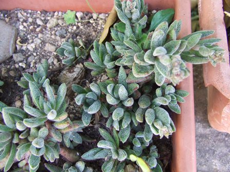 Crassula justus corderoyi 