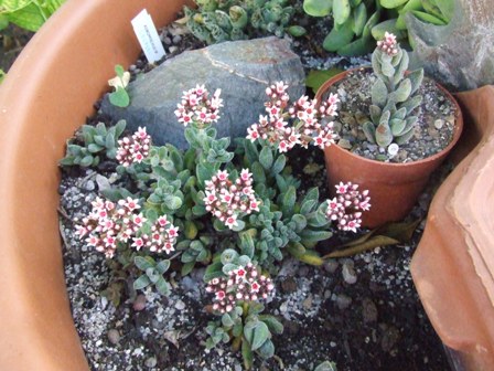 Crassula justus corderoyi 