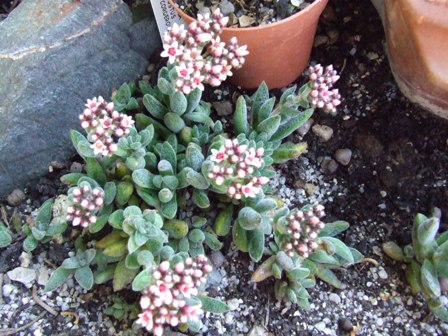 Crassula iustus corderoy 131-07