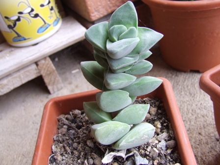 Crassula moonglow 