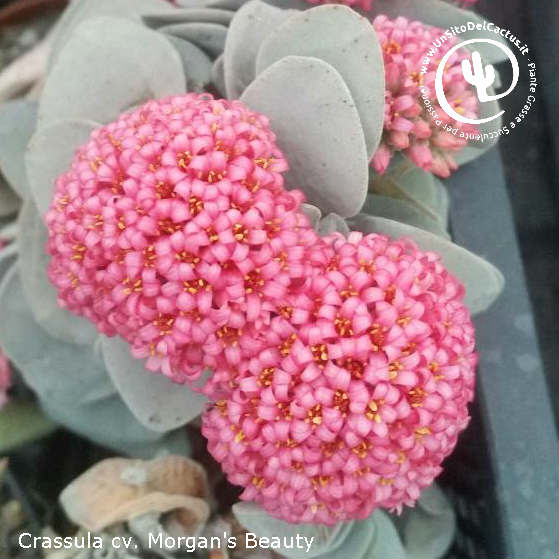 Crassula cv. Morgan's Beauty 