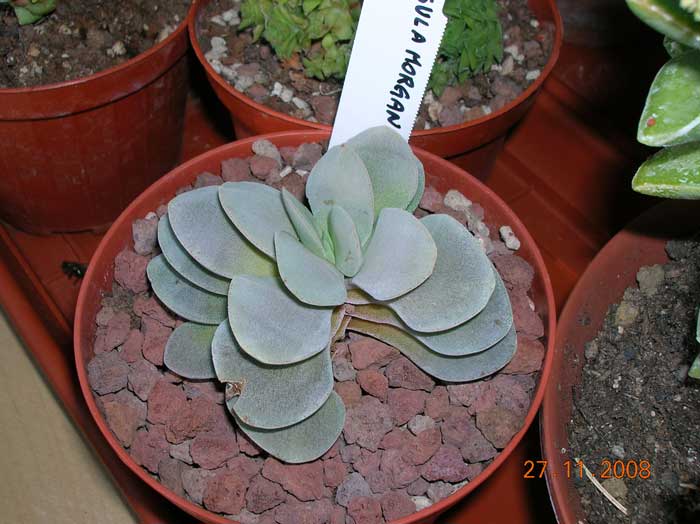 Crassula cv. morgan's beauty 