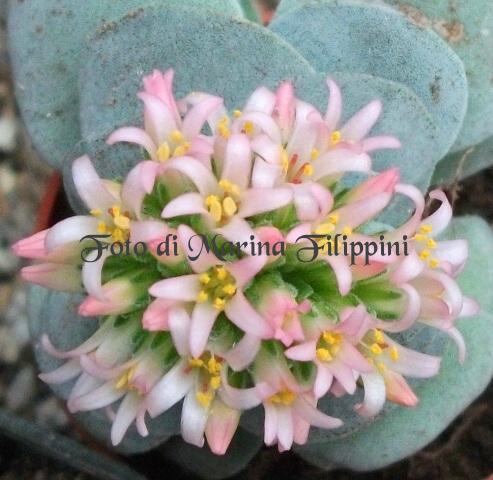 Crassula cv. morgan's beauty 