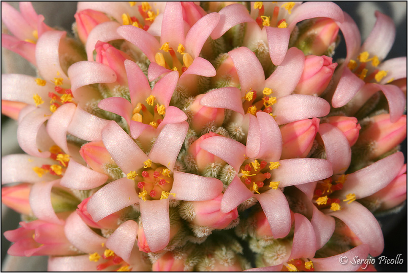 Crassula cv. morgan's beauty 