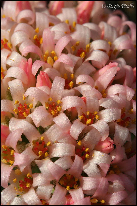 Crassula cv. Morgan's beauty 