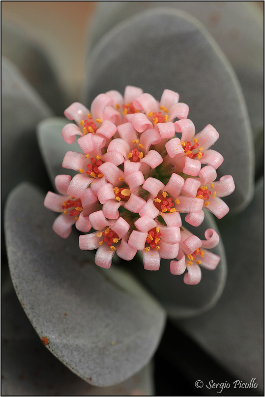 Crassula cv. morgan's beauty 