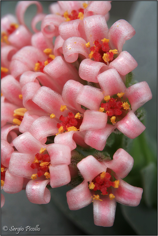 Crassula cv. Morgan's beauty 