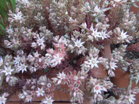 Sedum rubens 