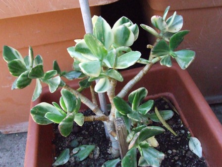 Crassula obliqua variegata 