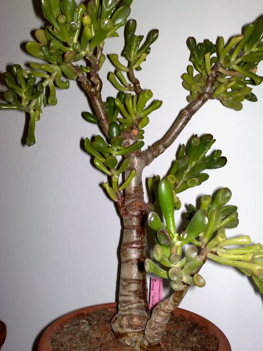 crassula ovata cv. gollum 