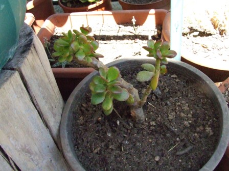 Crassula ovata 