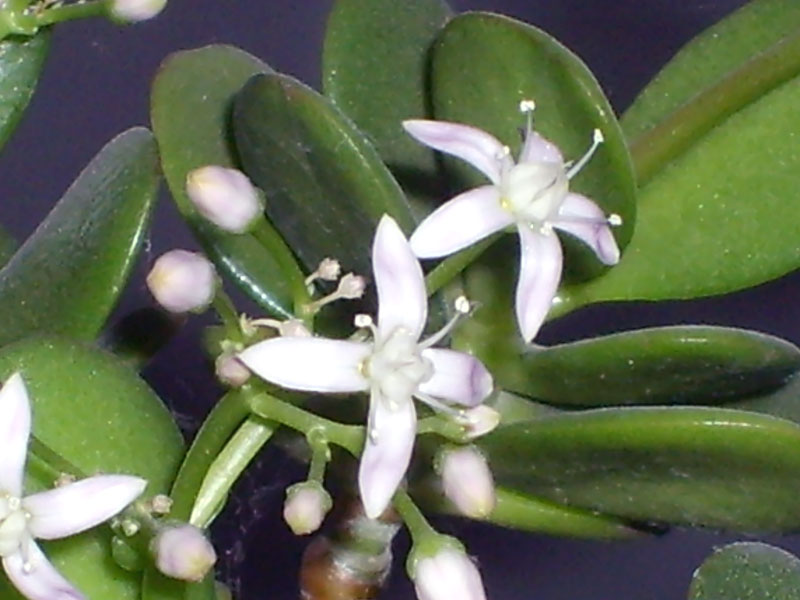 Crassula ovata 