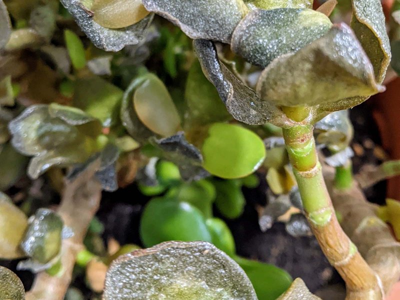 Crassula c. ovata 