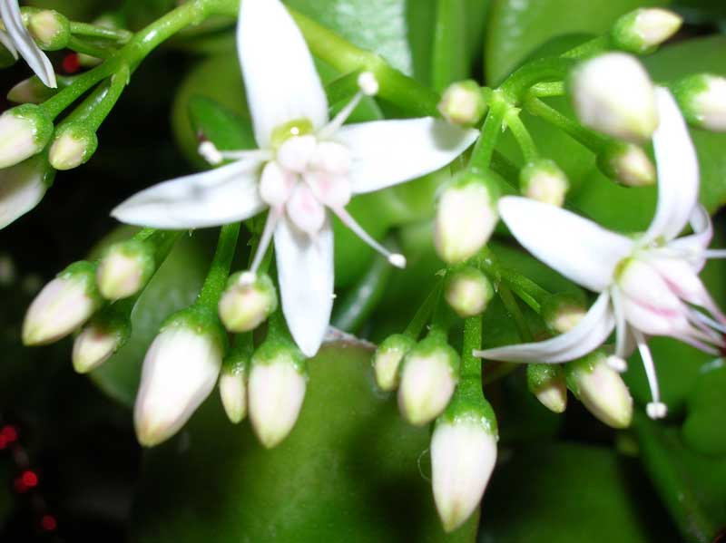 Crassula ovata 