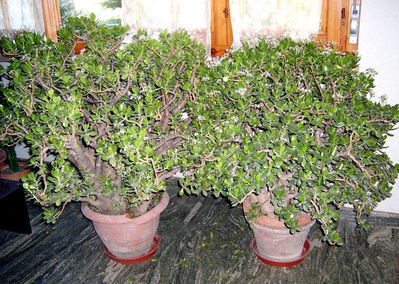 Crassula ovata 