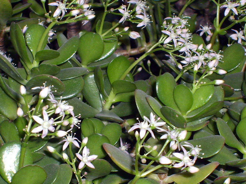 Crassula ovata 