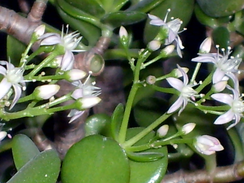 Crassula ovata 