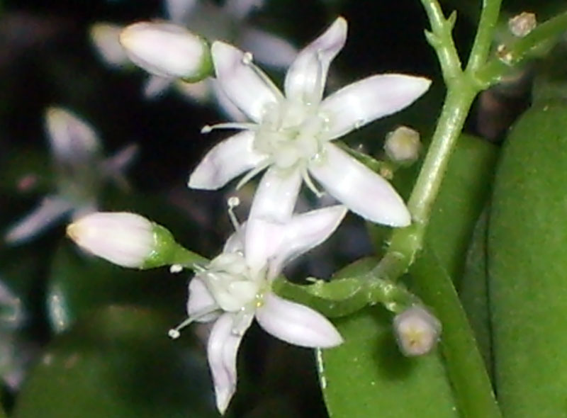 Crassula ovata 