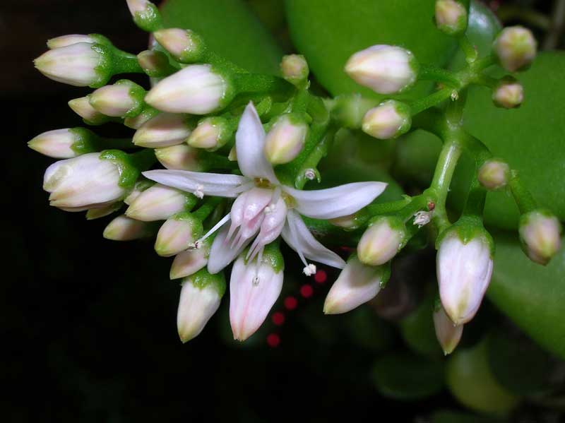 Crassula ovata 