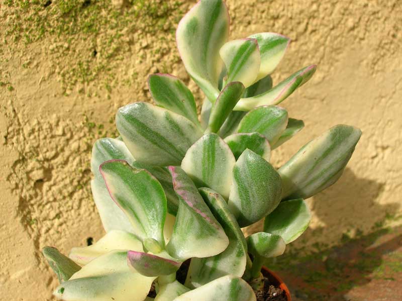 Crassula ovata  f. variegata 