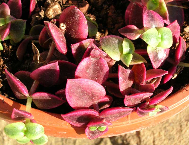 crassula pellucida ssp. marginalis v. variegata