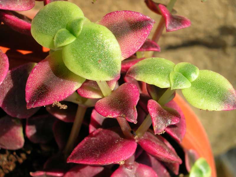 Crassula pellucida ssp. marginalis v. variegata 