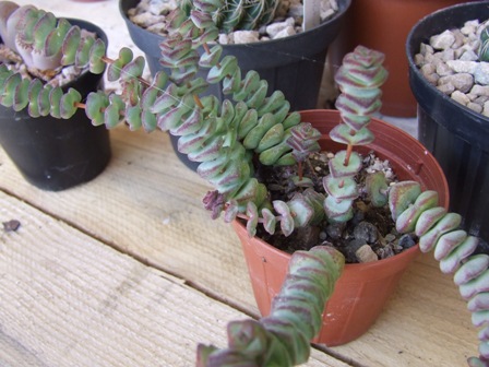 Crassula peltata 