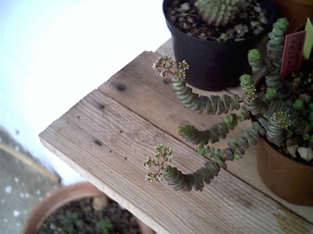 Crassula peltata f. 