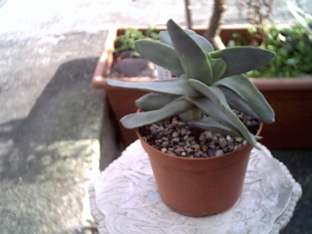Crassula perfoliata v. falcata 