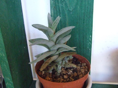 Crassula perfoliata 
