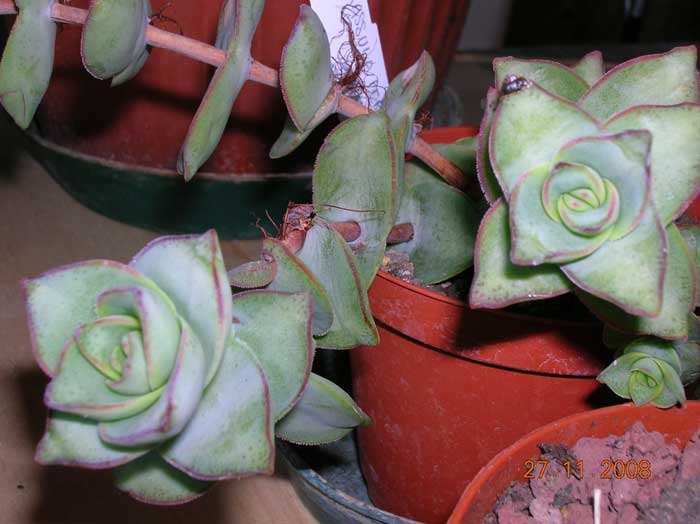 Crassula perforata 