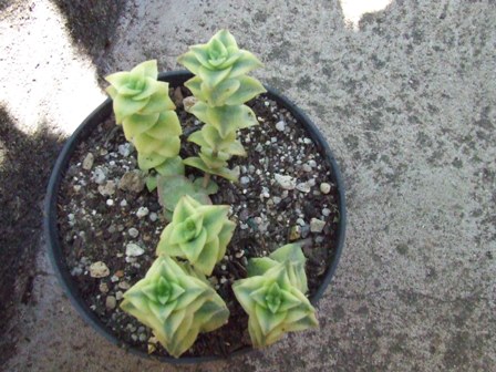 Crassula perforata variegata 