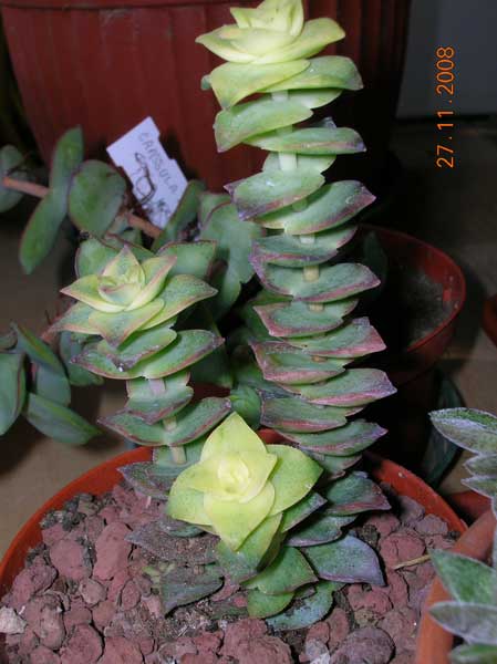 Crassula perforata f. variegata 