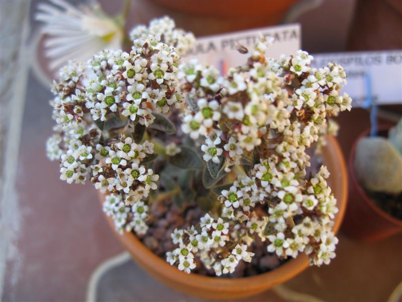 Crassula picturata 