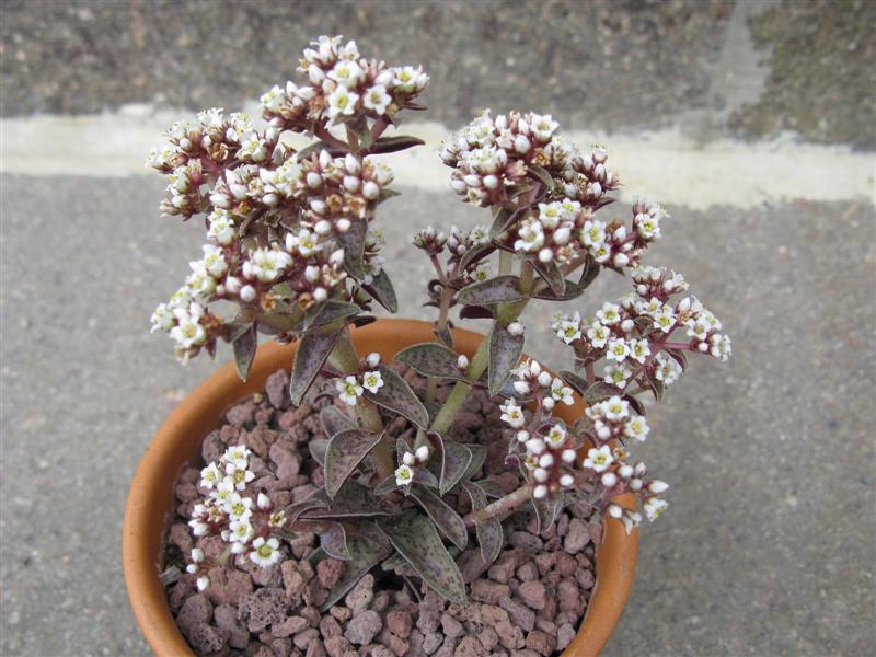 Crassula picturata 