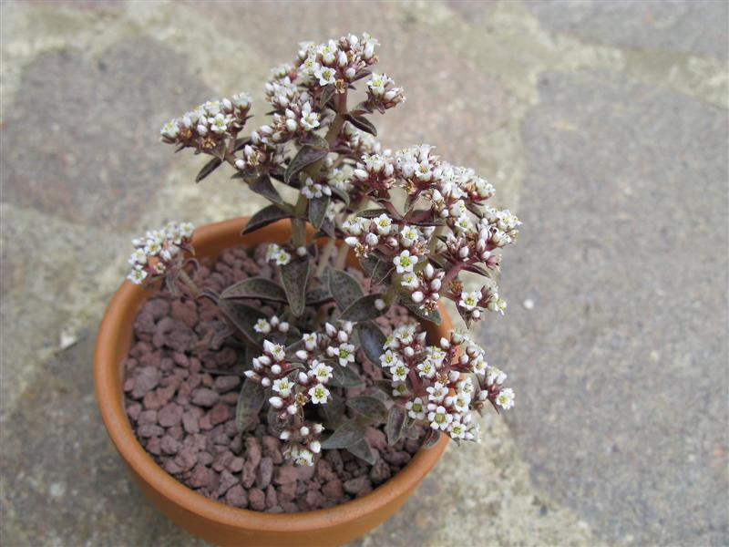 Crassula picturata 