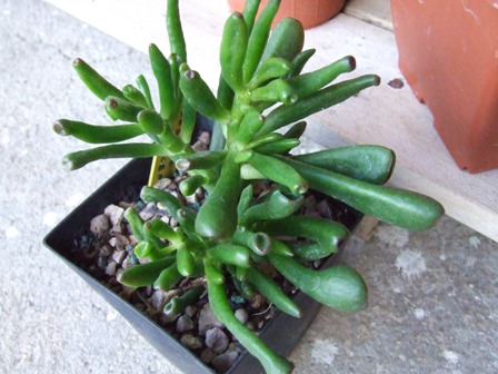 Crassula portulacea gollum 