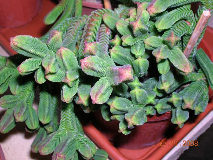 Crassula pyramidalis 