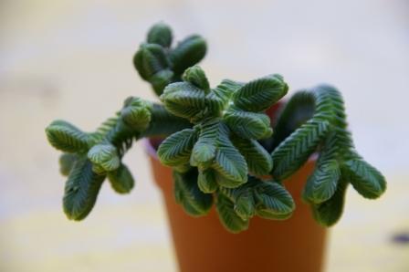 Crassula pyramidalis 