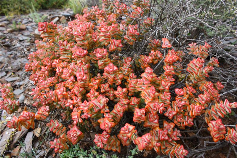 Crassula rupestris 