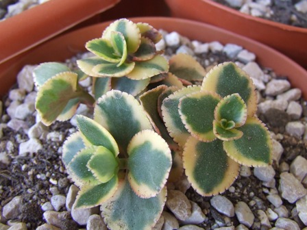 Crassula sarmentosa variegata 