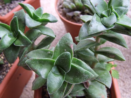 Crassula springtime 